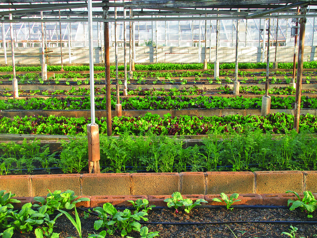greenhouse, agriculture, farm, urban farming, gardening, garden, local food, nature, growing, vegetable, urban, soil, salad, greens, farming, virginia, organic, food, nutrition, healthy, grow, plant, lettuce, agricultural