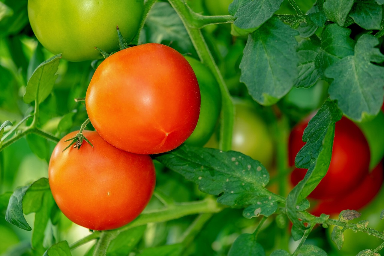 tomatoes, shrub, vegetables, nightshade plant, vine tomatoes, tomato panicle, agriculture, cultivation, healthy, vitamins, nourishment, vegetarian, tomatoes, tomatoes, tomatoes, tomatoes, tomatoes