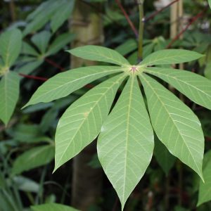 cassava leaves, vegetable, food, agriculture, green vegetables, cassava leaves, cassava leaves, cassava leaves, cassava leaves, cassava leaves
