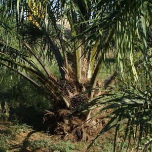 oil palm, tree, nature, plantation, horticulture, karnataka, india