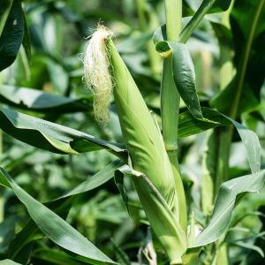 maize, plant, corn, agriculture, food, nature, field, crop, cornfield, harvest, summer, green, cultivation, farming, fresh, grain, arable, rural, growth, organic, cereals, farm, maize, maize, maize, maize, maize