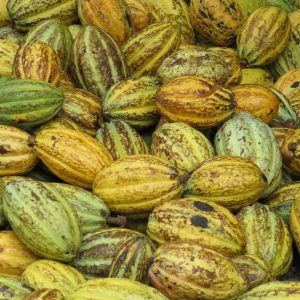 A vibrant collection of fresh cocoa pods showcasing natural colors and textures.