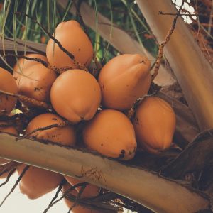 Close-up of vibrant golden coconuts clustered on a palm tree outdoors.