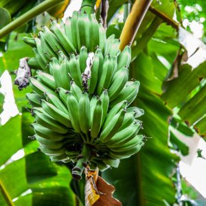 Fresh unripe bananas hanging on a tree in Sucre, Colombia, showcasing natural beauty.