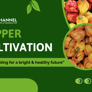 Agri Channel Pepper Cultivation Cover Image